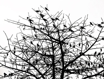 گالری عکس های پاول جت از آمریکا