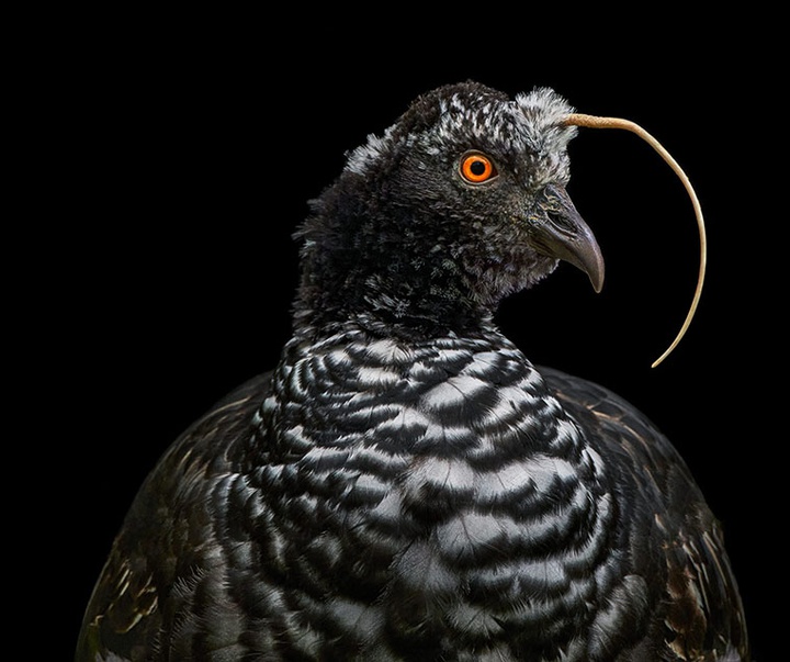 گالری عکس‌های خلاقانه تیم فلچ از بریتانیا