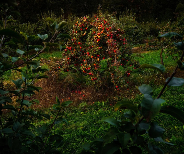 سیگ هاروی