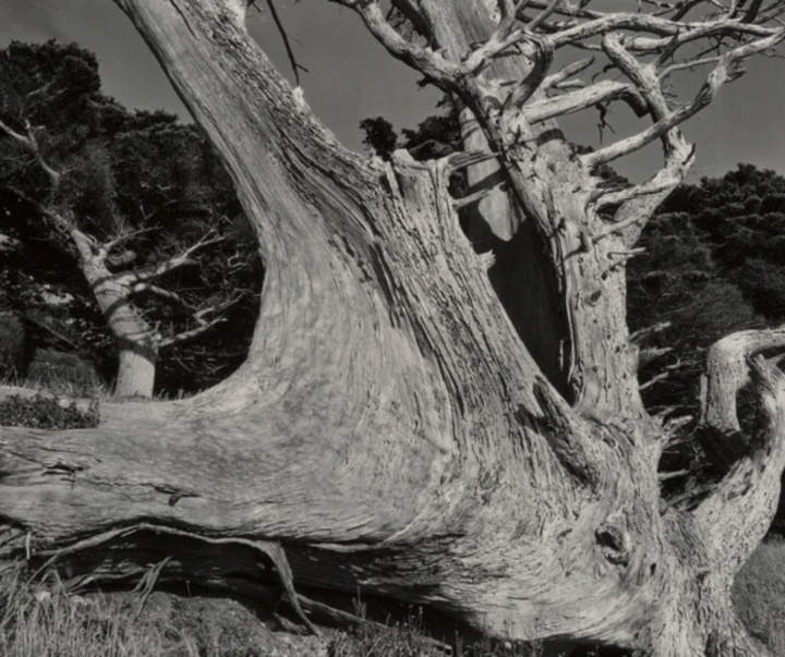 گالری عکس‌های ادوارد وستون از آمریکا