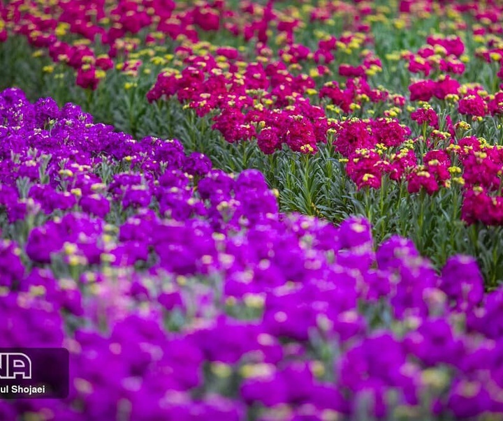 گالری عکس های رسول شجاعی از ایران