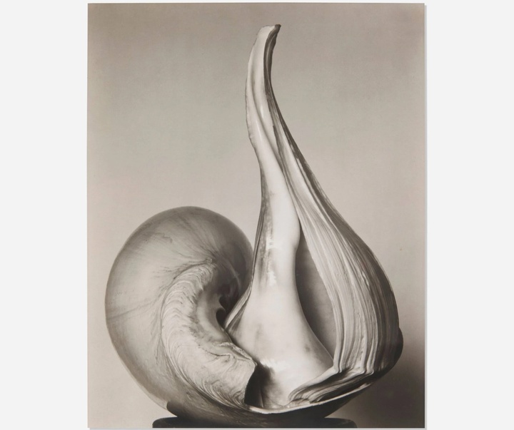 گالری عکس‌های ادوارد وستون از آمریکا