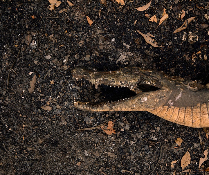 گالری آثار عکاسی لالو د آلمیدا از برزیل - قسمت اول