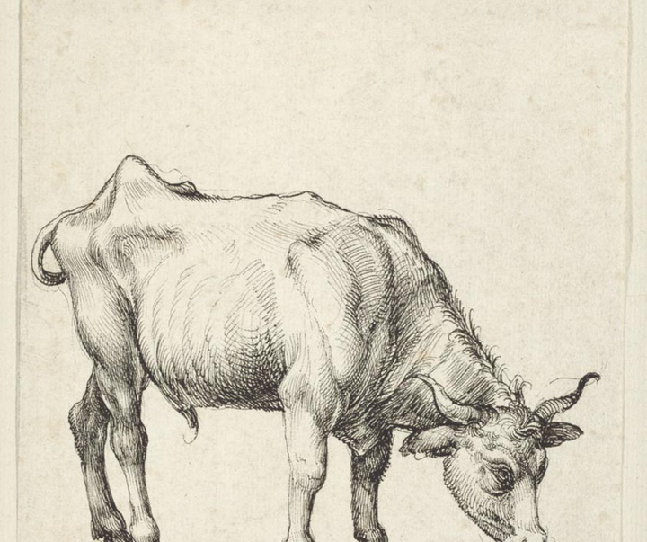 albrecht durer
