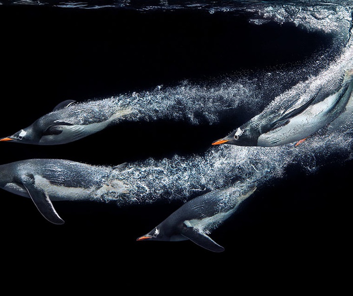 گالری عکس‌های خلاقانه تیم فلچ از بریتانیا