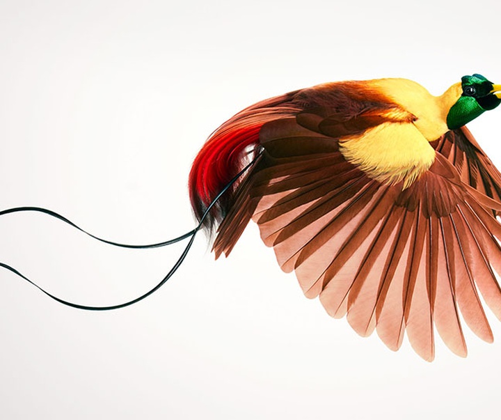 گالری عکس‌های خلاقانه تیم فلچ از بریتانیا