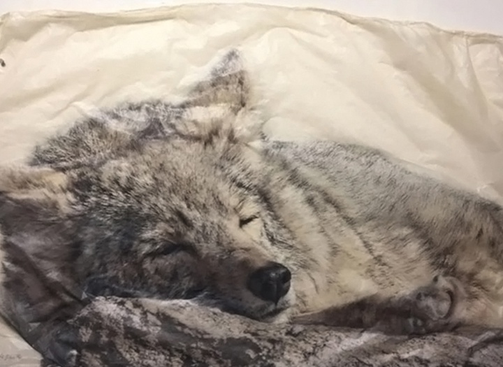 گالری نقاشی‌های پیت زالوزک از آمریکا