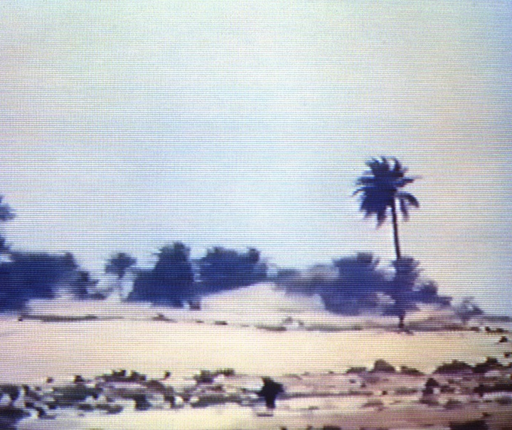 بیل ویولا