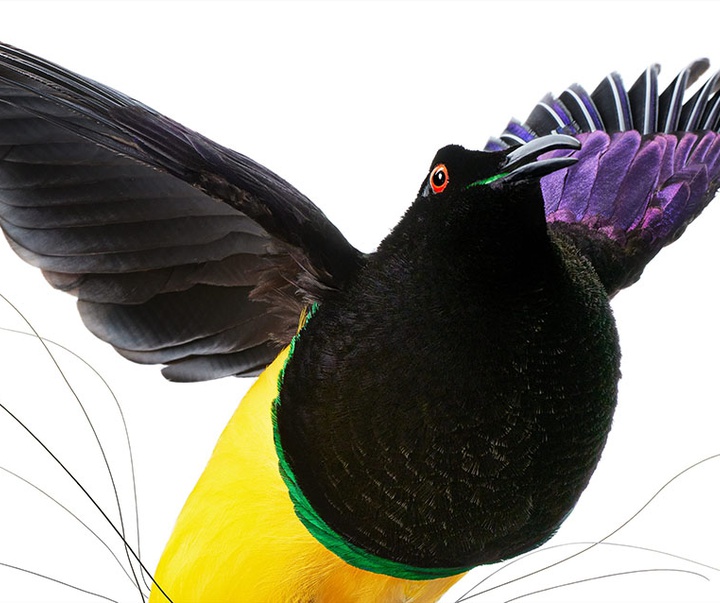 گالری عکس‌های خلاقانه تیم فلچ از بریتانیا