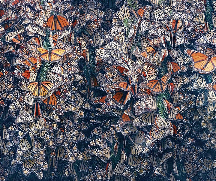 گالری عکس‌های خلاقانه تیم فلچ از بریتانیا