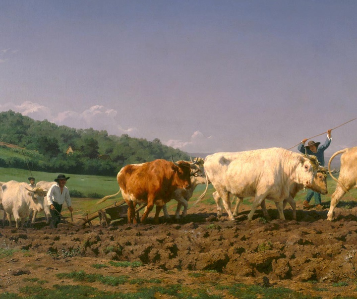 rosa bonheur