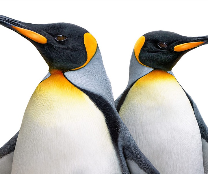 گالری عکس‌های خلاقانه تیم فلچ از بریتانیا