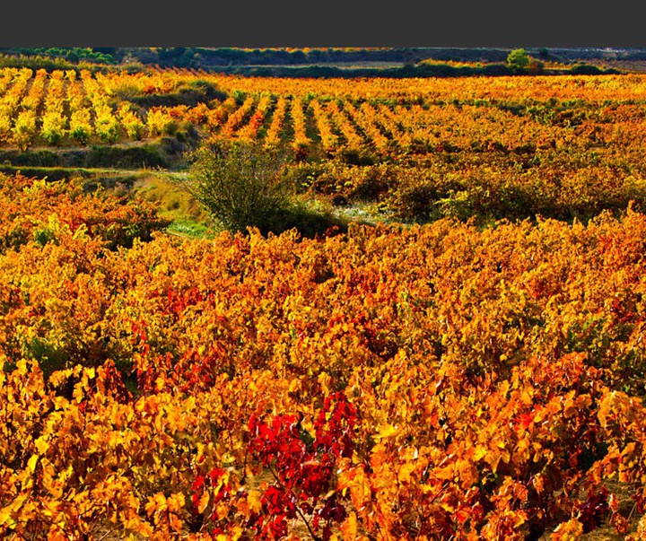 گالری آثار عکاسی گابریل کانِدا از اسپانیا