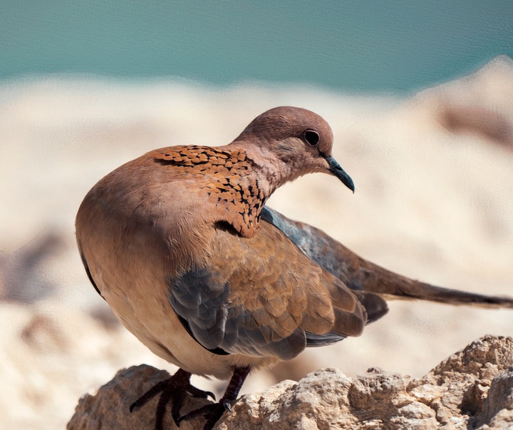 گالری آثار عکس هانی حسام‌الدین از مصر