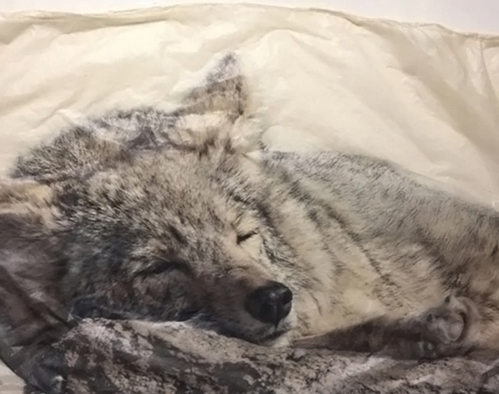 گالری نقاشی‌های پیت زالوزک از آمریکا