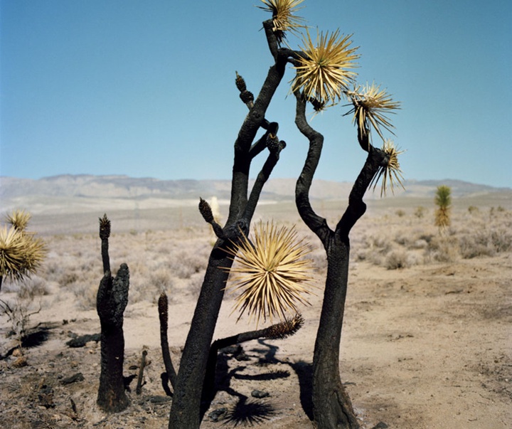 گالری آثار عکاسی گرگوری هالپرن از آمریکا