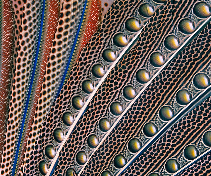 گالری عکس‌های خلاقانه تیم فلچ از بریتانیا