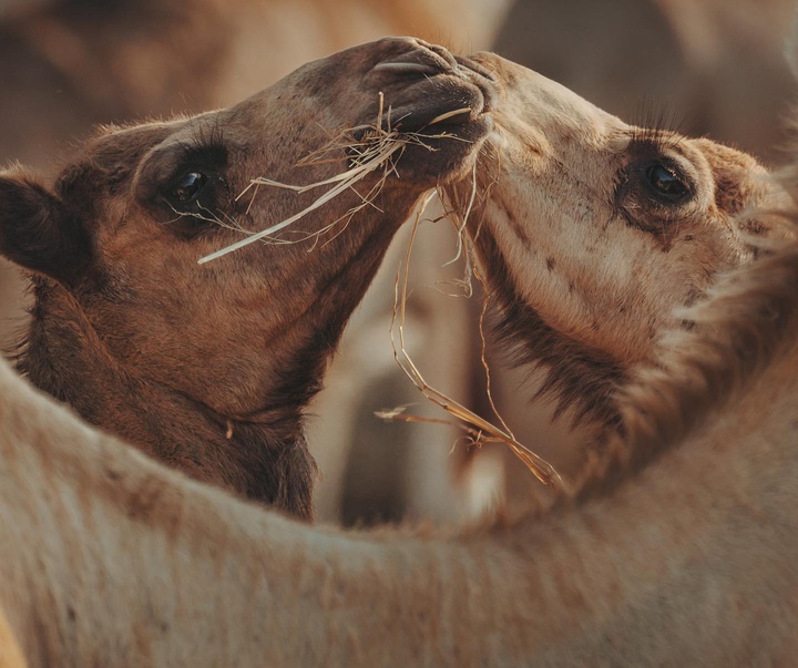 گالری آثار عکس راب اش از انگلستان