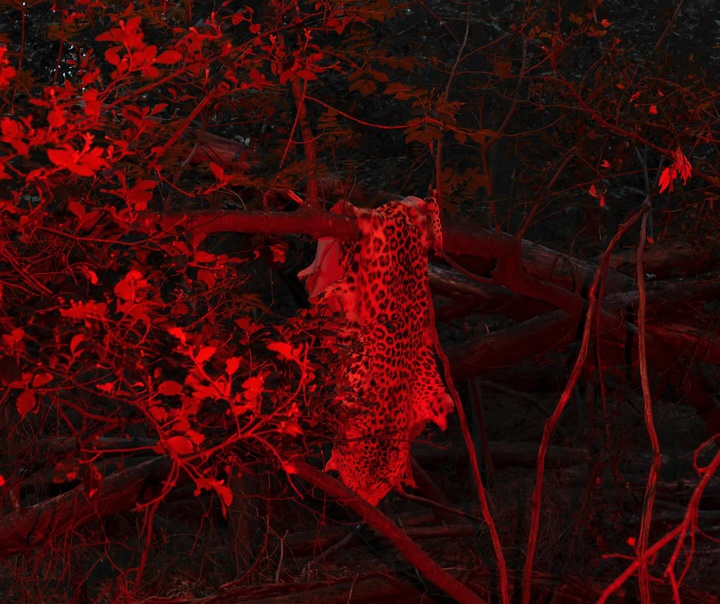 آلیسا مارتینوا