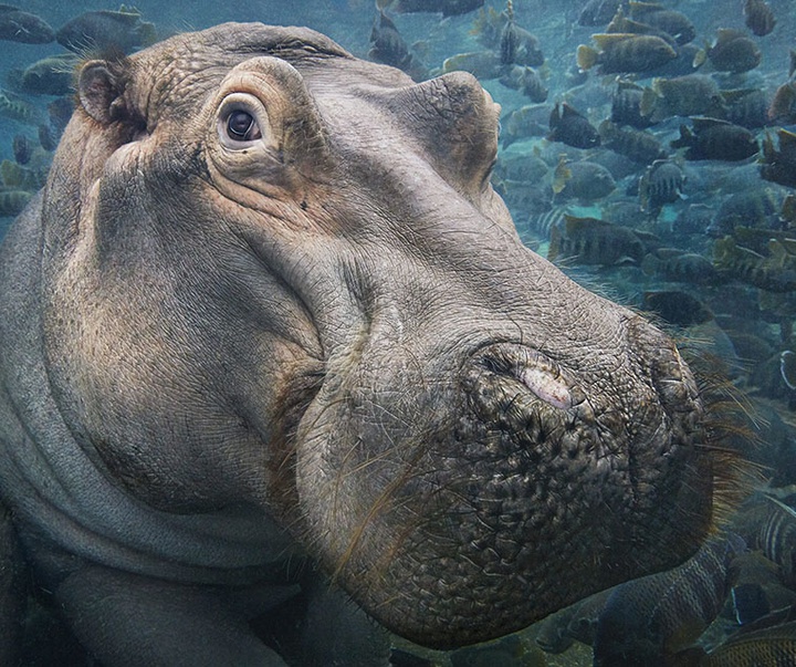 گالری عکس‌های خلاقانه تیم فلچ از بریتانیا