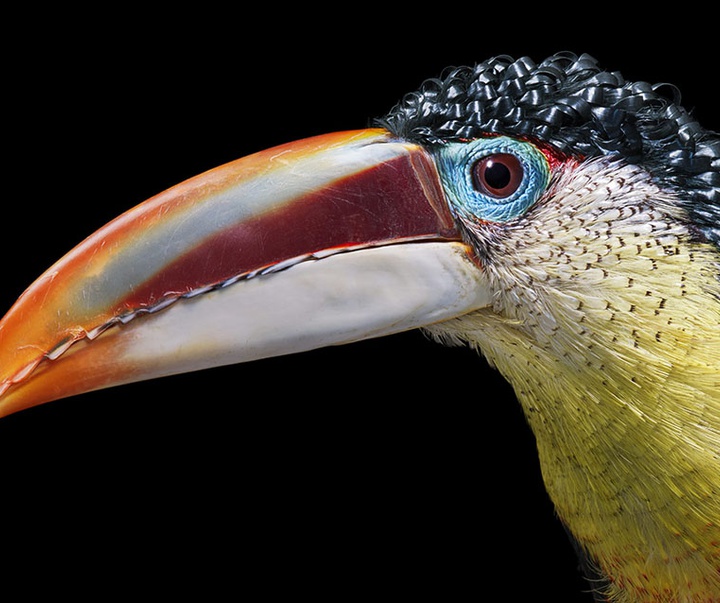 گالری عکس‌های خلاقانه تیم فلچ از بریتانیا