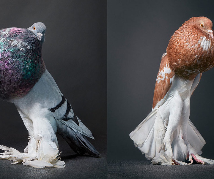 گالری عکس‌های خلاقانه تیم فلچ از بریتانیا