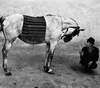 گالری عکس های جوزف کودلکا از جمهوری چک
