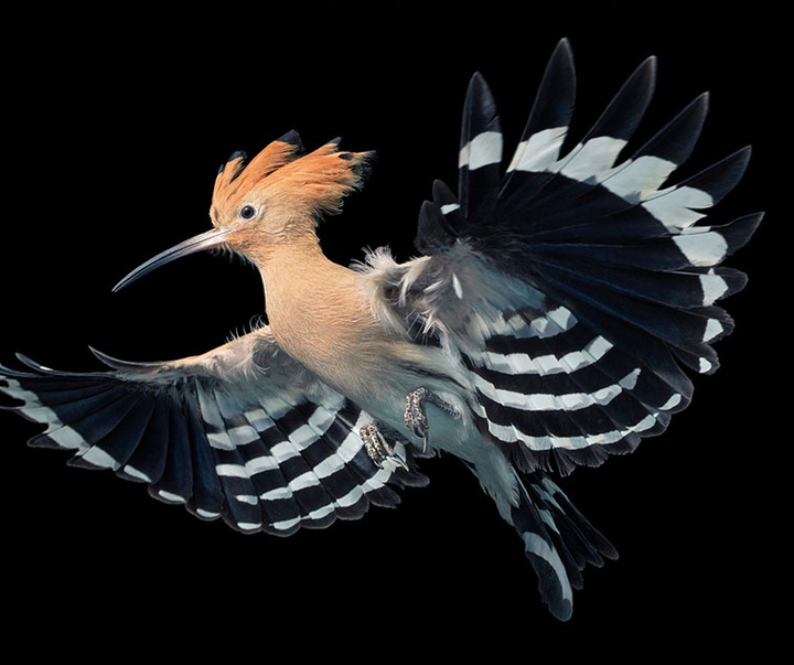 گالری عکس‌های خلاقانه تیم فلچ از بریتانیا