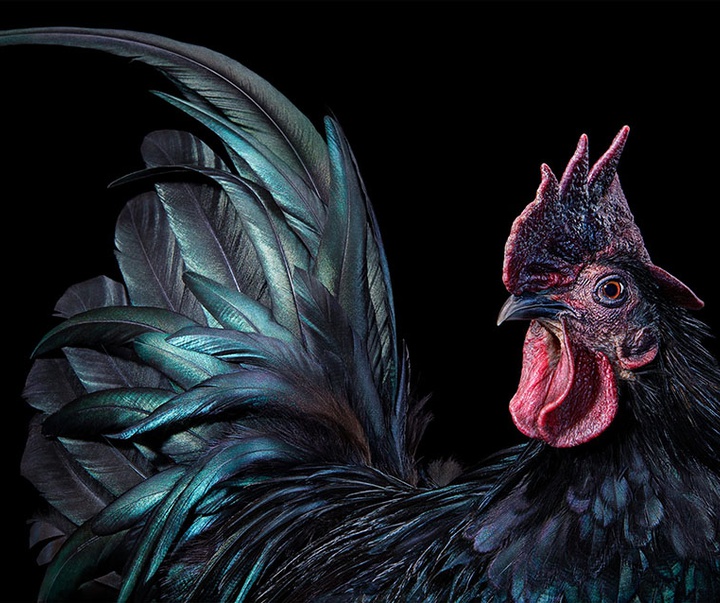 گالری عکس‌های خلاقانه تیم فلچ از بریتانیا