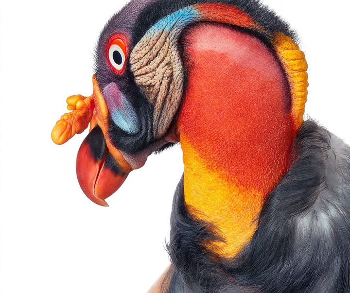 گالری عکس‌های خلاقانه تیم فلچ از بریتانیا