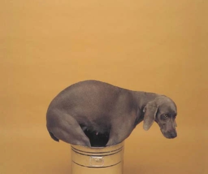 گالری عکس‌های ویلیام وگمن از آمریکا