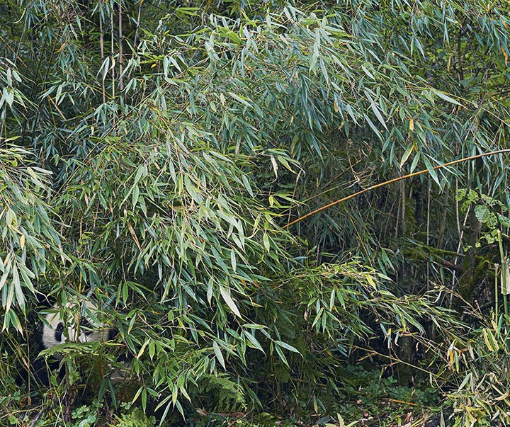 گالری عکس‌های خلاقانه تیم فلچ از بریتانیا