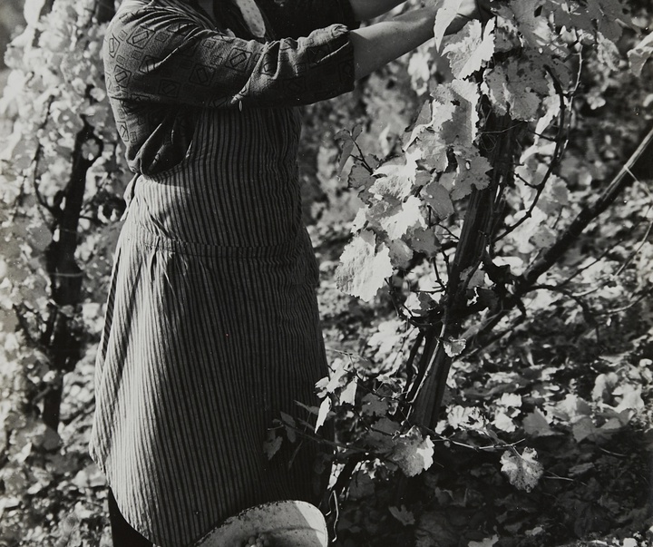 گالری آثار عکاسی آلبرت رنگر-پاتش از آلمان