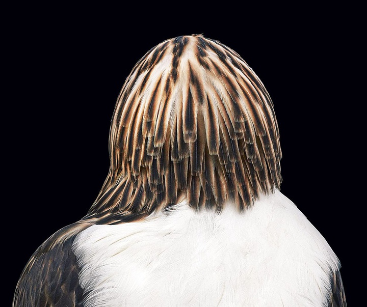 گالری عکس‌های خلاقانه تیم فلچ از بریتانیا