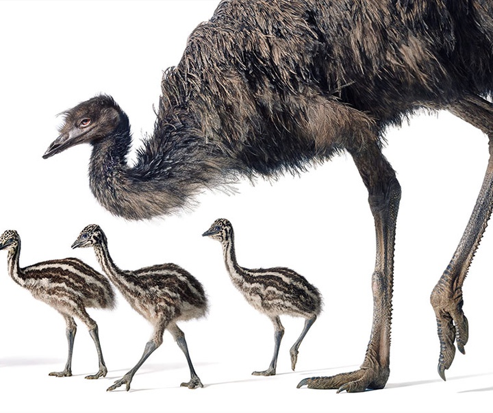 گالری عکس‌های خلاقانه تیم فلچ از بریتانیا