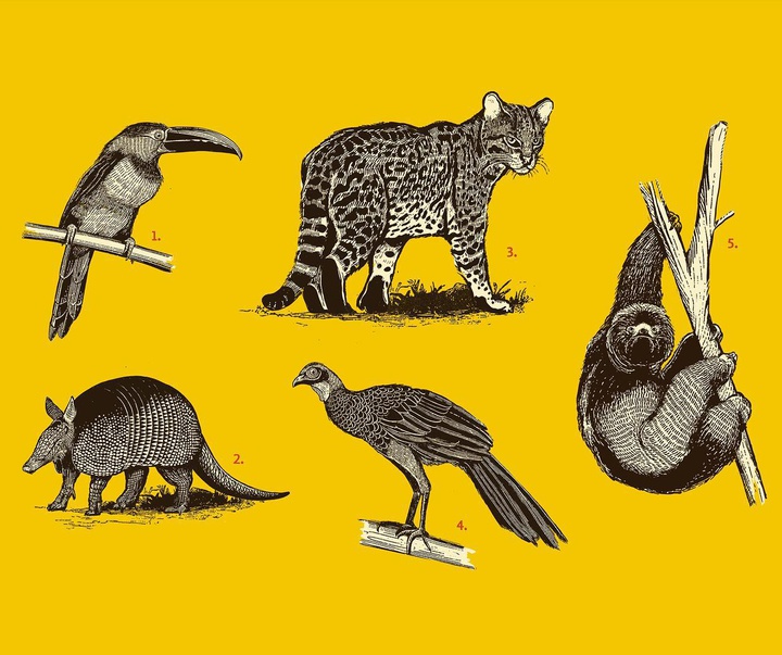 گالری تصویرسازی‌های استودیو لاسکا از برزیل