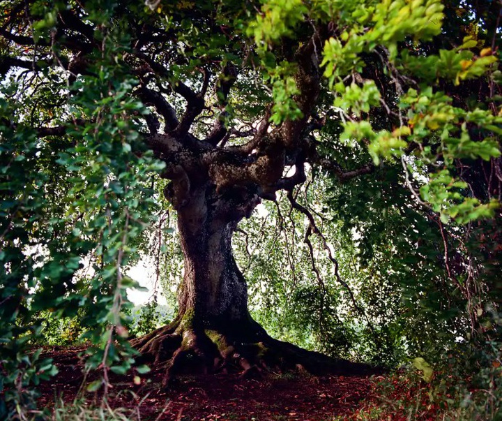 گالری آثار عکاسی مایک سایدل از آلمان