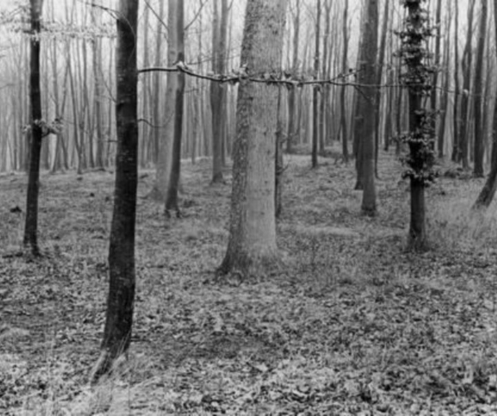 گالری آثار عکاسی آلبرت رنگر-پاتش از آلمان