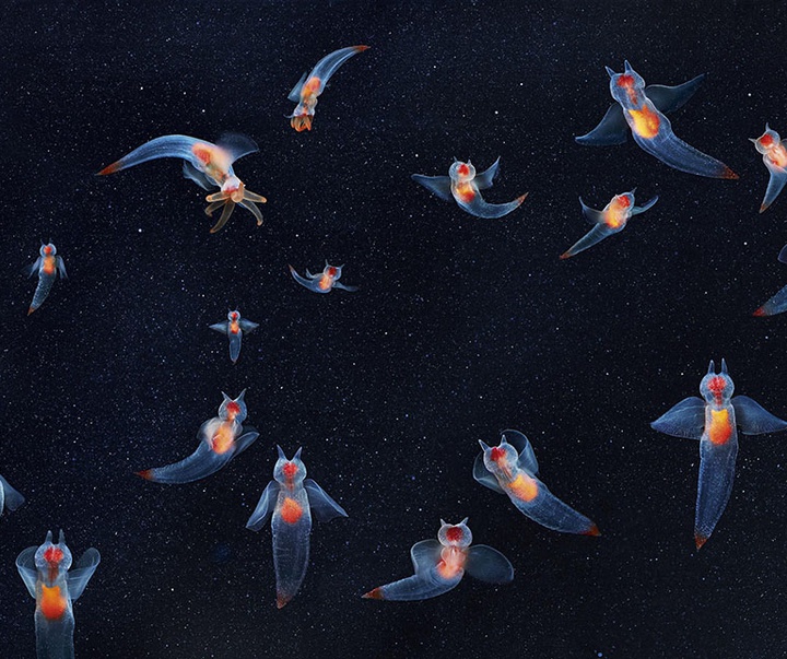 گالری عکس‌های خلاقانه تیم فلچ از بریتانیا