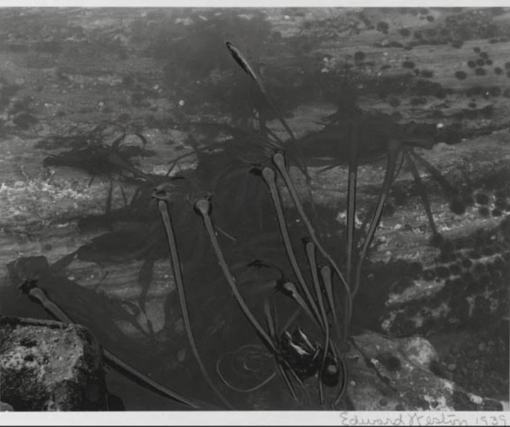 گالری عکس‌های ادوارد وستون از آمریکا