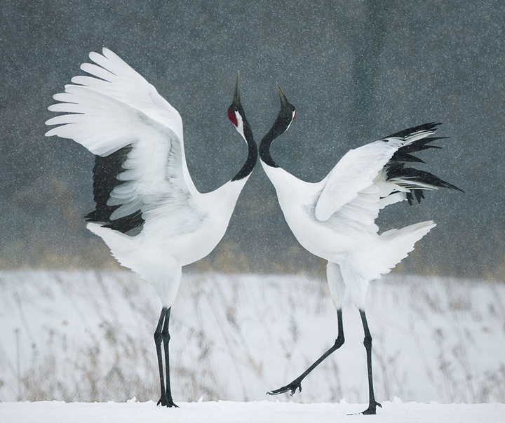 گالری عکس‌های خلاقانه تیم فلچ از بریتانیا