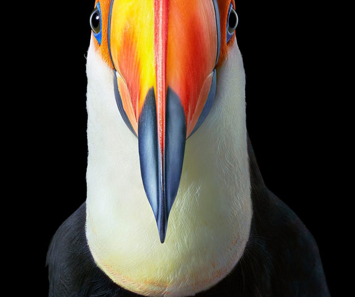 گالری عکس‌های خلاقانه تیم فلچ از بریتانیا