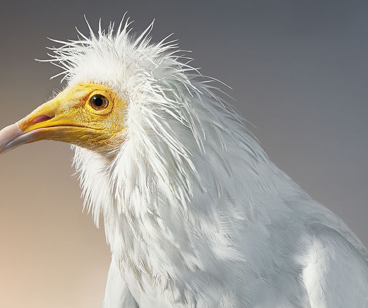 گالری عکس‌های خلاقانه تیم فلچ از بریتانیا