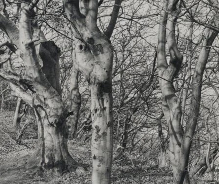 گالری آثار عکاسی آلبرت رنگر-پاتش از آلمان