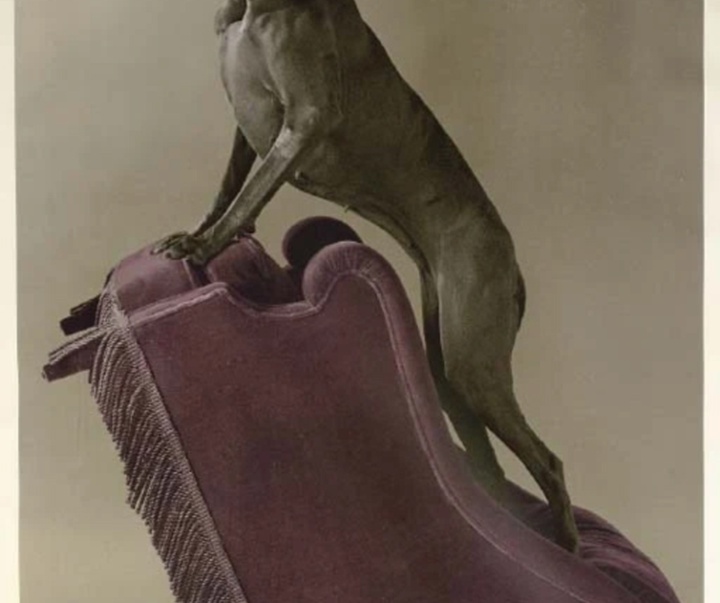 گالری عکس‌های ویلیام وگمن از آمریکا