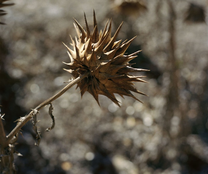 گالری آثار عکاسی گرگوری هالپرن از آمریکا