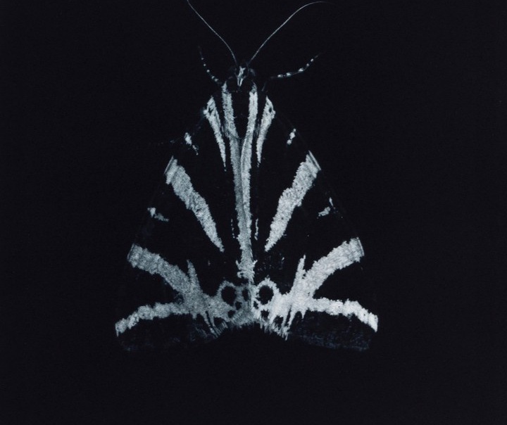 سارا گیلسپی