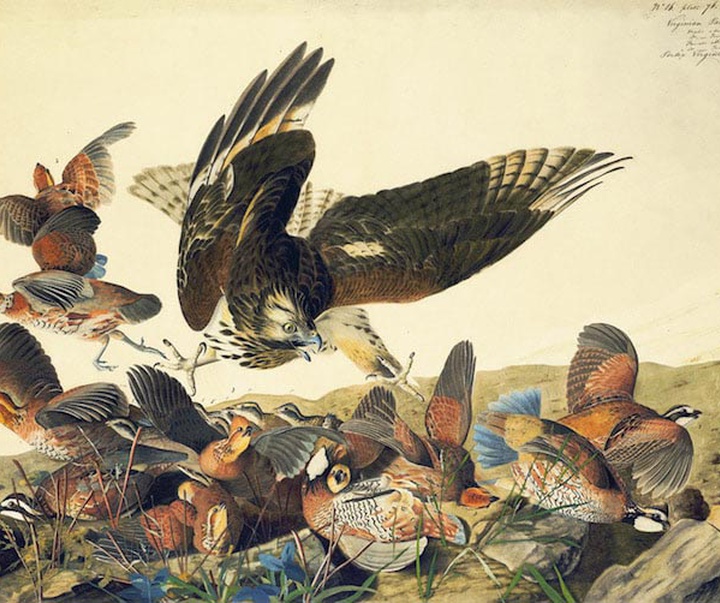 john james audubon