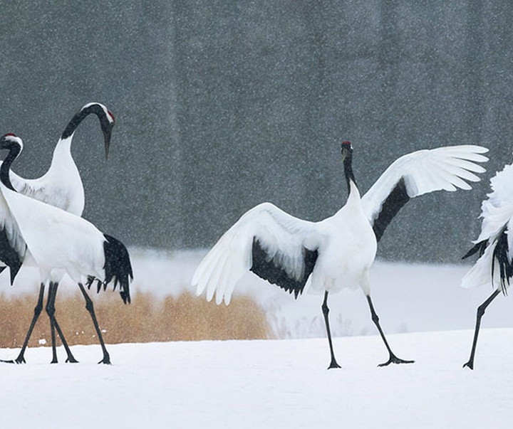 گالری عکس‌های خلاقانه تیم فلچ از بریتانیا