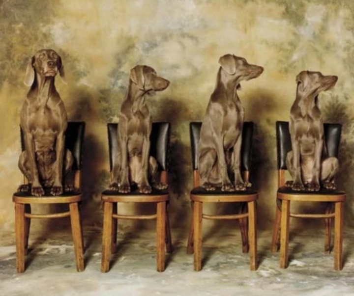 گالری عکس‌های ویلیام وگمن از آمریکا